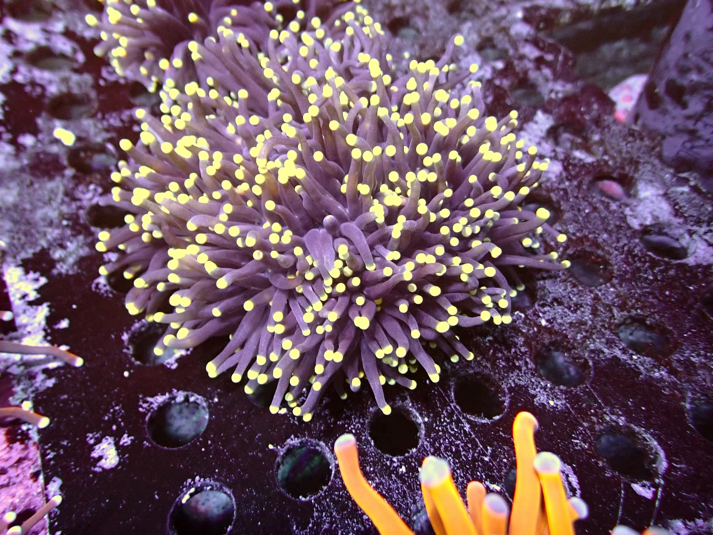 Black Torch Kolonie, Euphyllia glabrescens