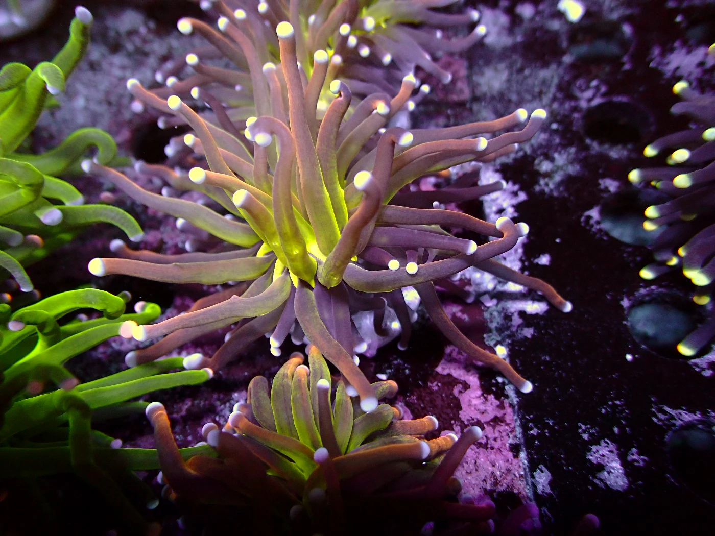 Euphyllia Glabrescens New Joker Torch, Euphyllia glabrescens