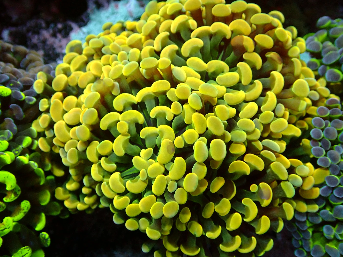 Euphyllia Parancora Holy Grail Head, Euphyllia glabrescens