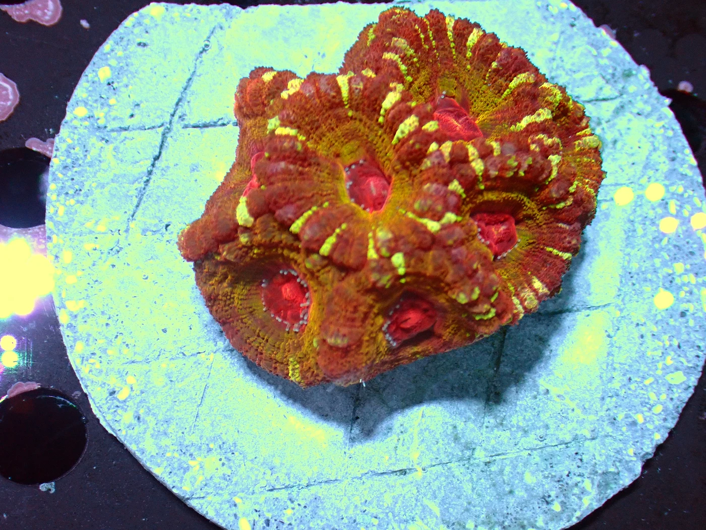 Acanthastrea Rainbow Vietnam, Micromussa lordhowensis
