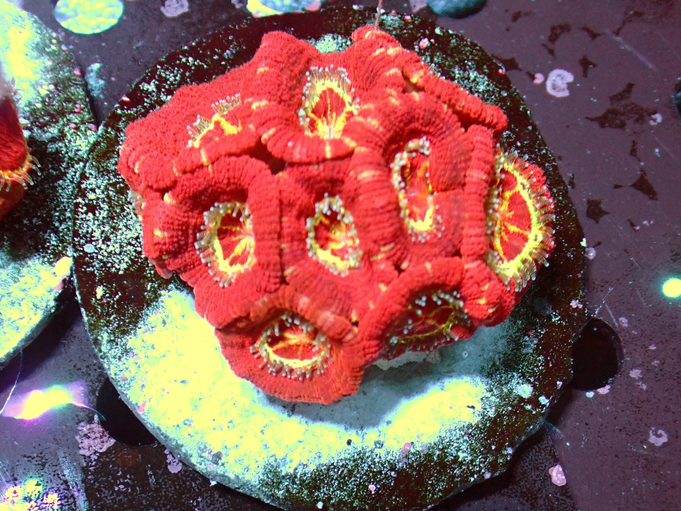 Acanthastrea Lordhowensis Multicolour, Micromussa lordhowensis