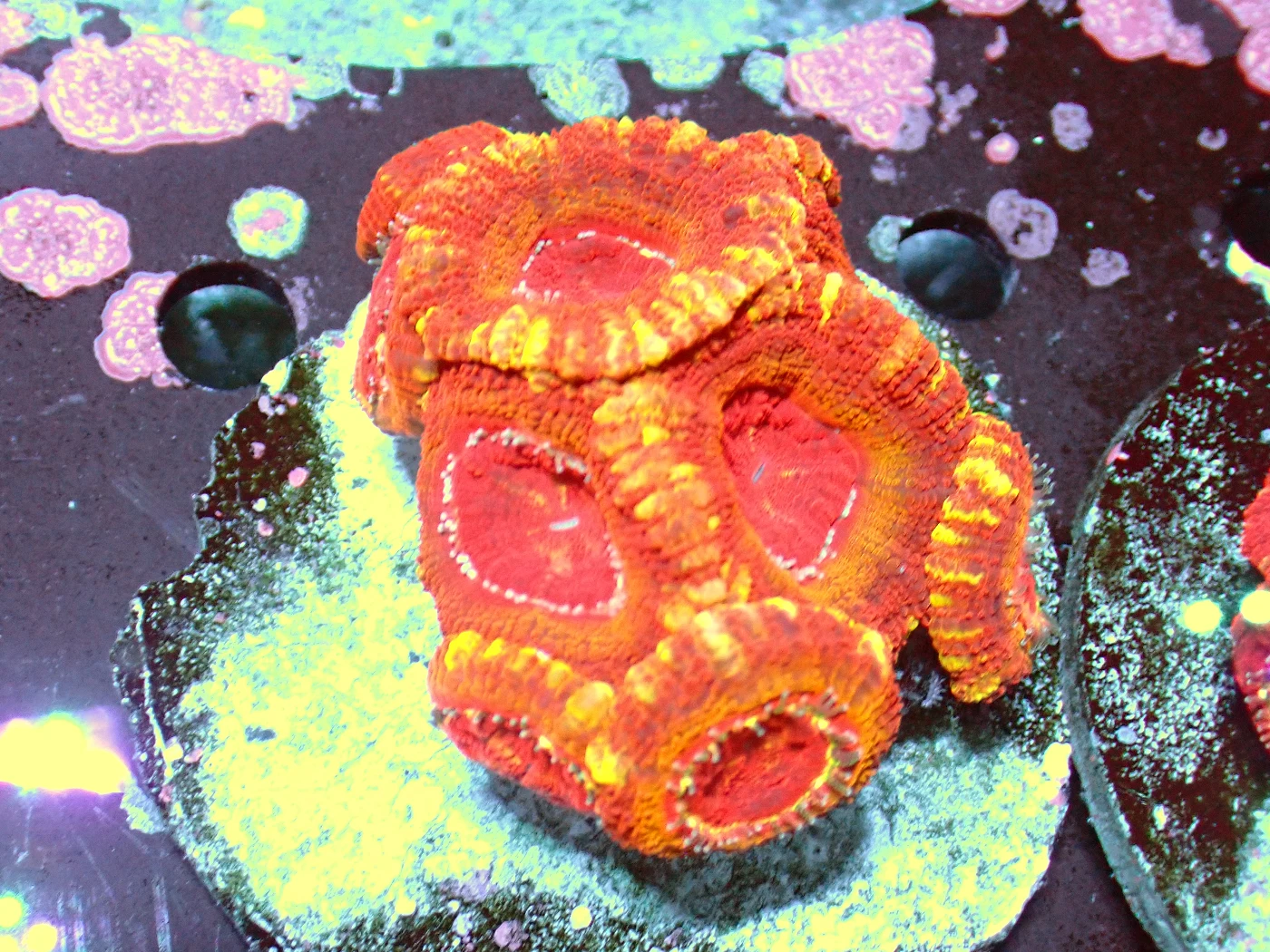 Acanthastrea Rainbow Vietnam Rare, Micromussa lordhowensis