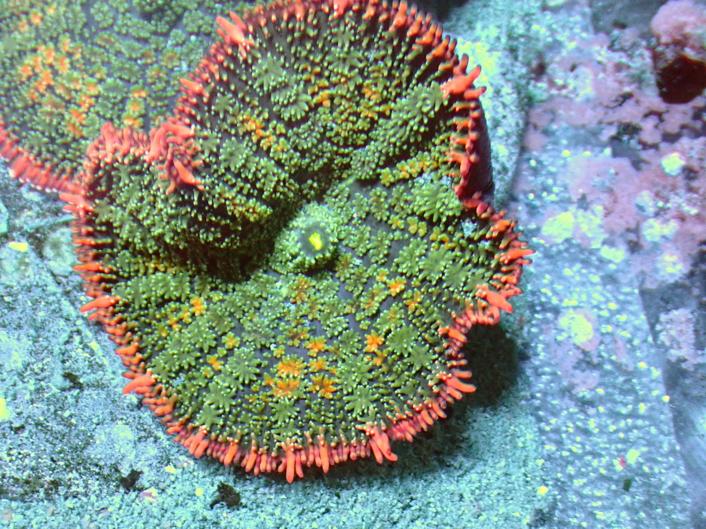 Discosoma Frankenstein Rare Vietnam, Discosoma sp.