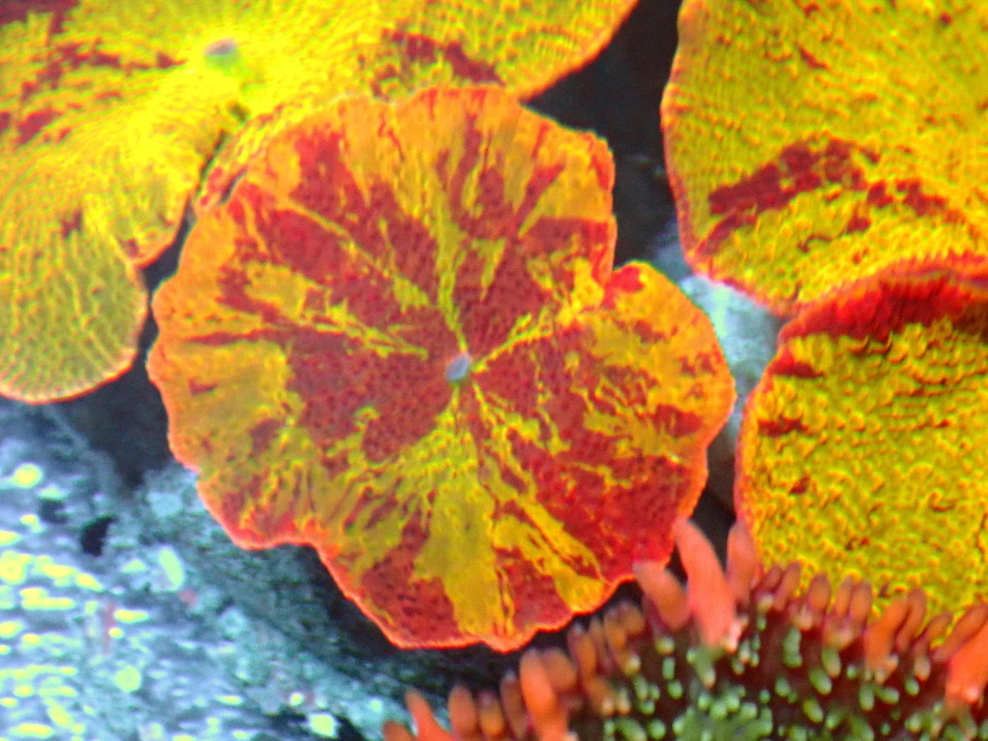 Discosoma Jaw Breaker Rare, Discosoma sp.