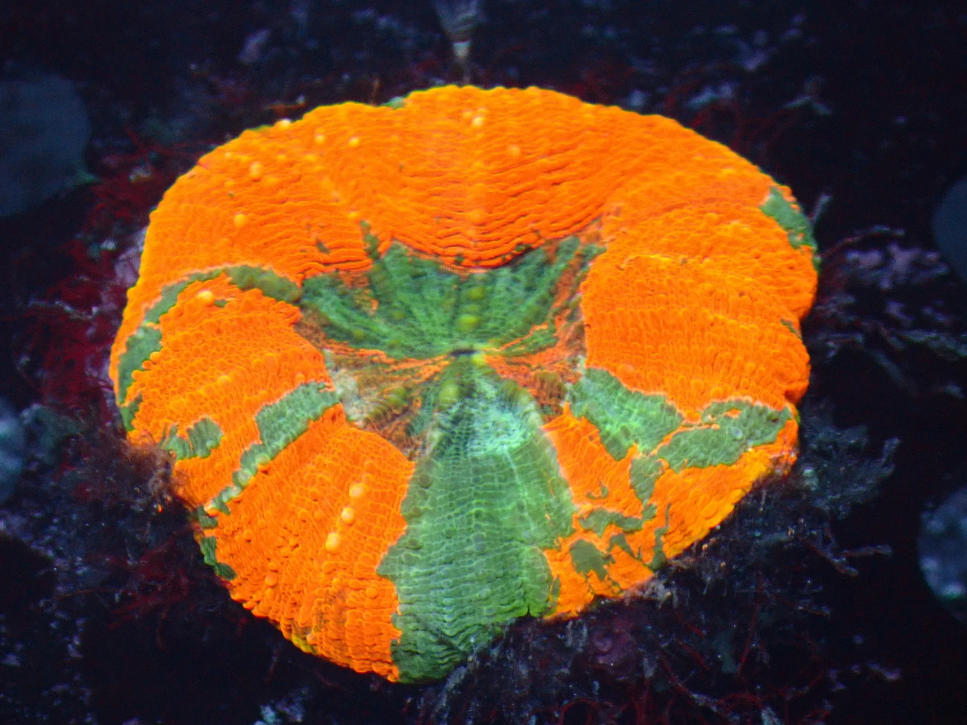 Acanthastrea Maxima Warfire, Micromussa lordhowensis