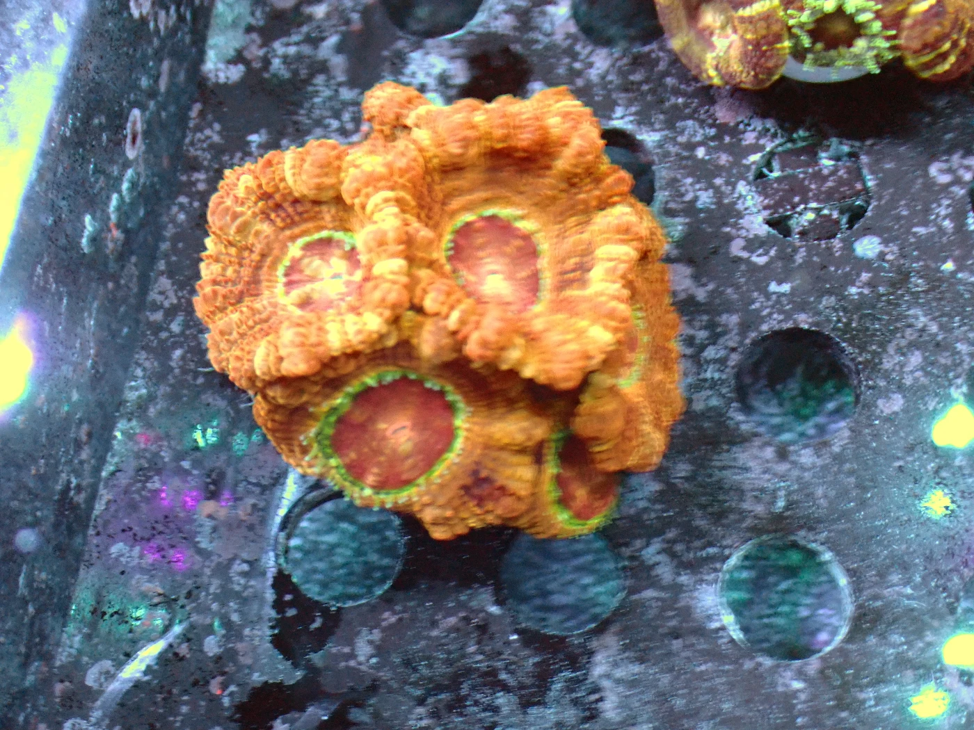Acanthastrea Lordhowensis Frag, Micromussa lordhowensis