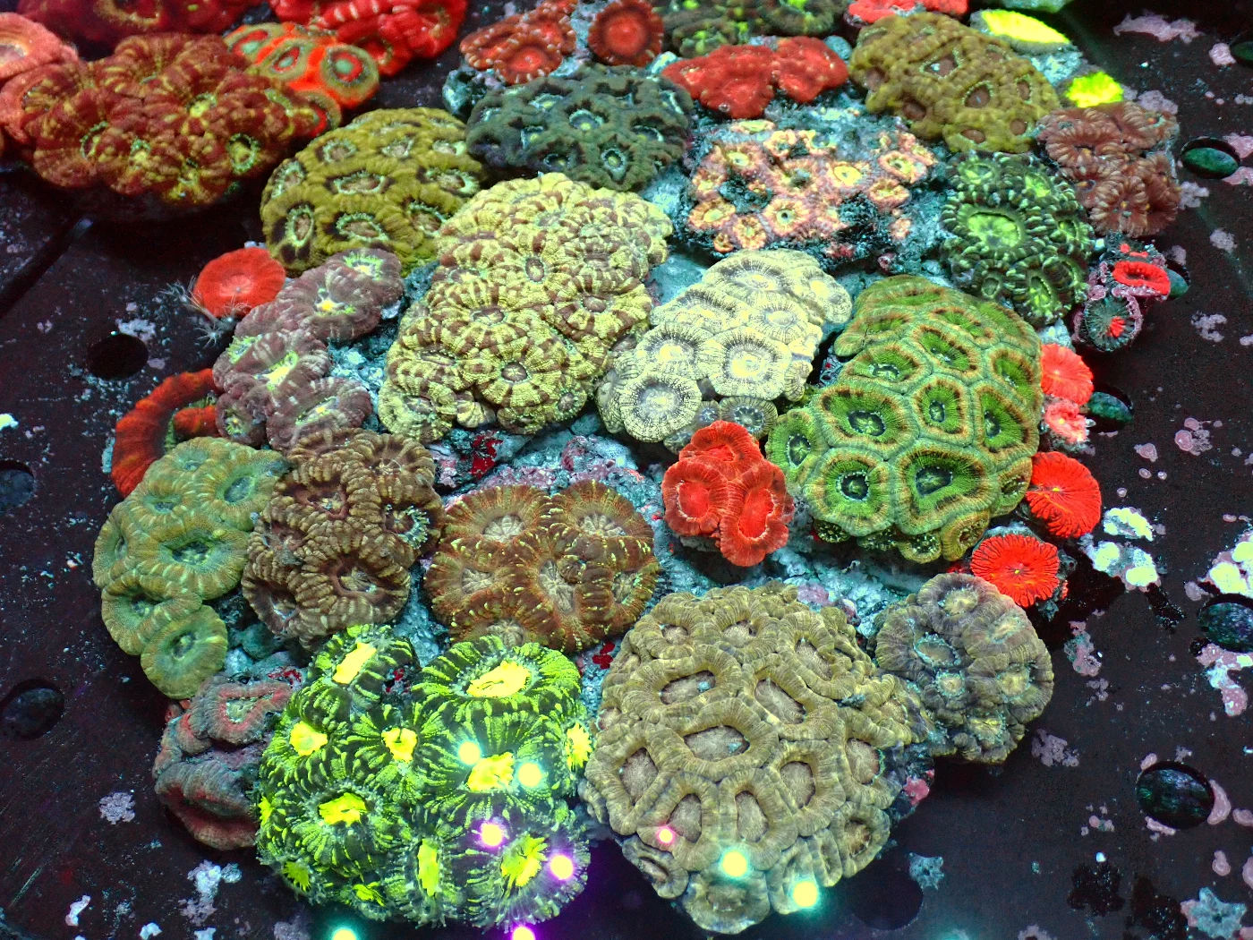 Acanthastrea Lordhowensis Multicolour, Micromussa lordhowensis