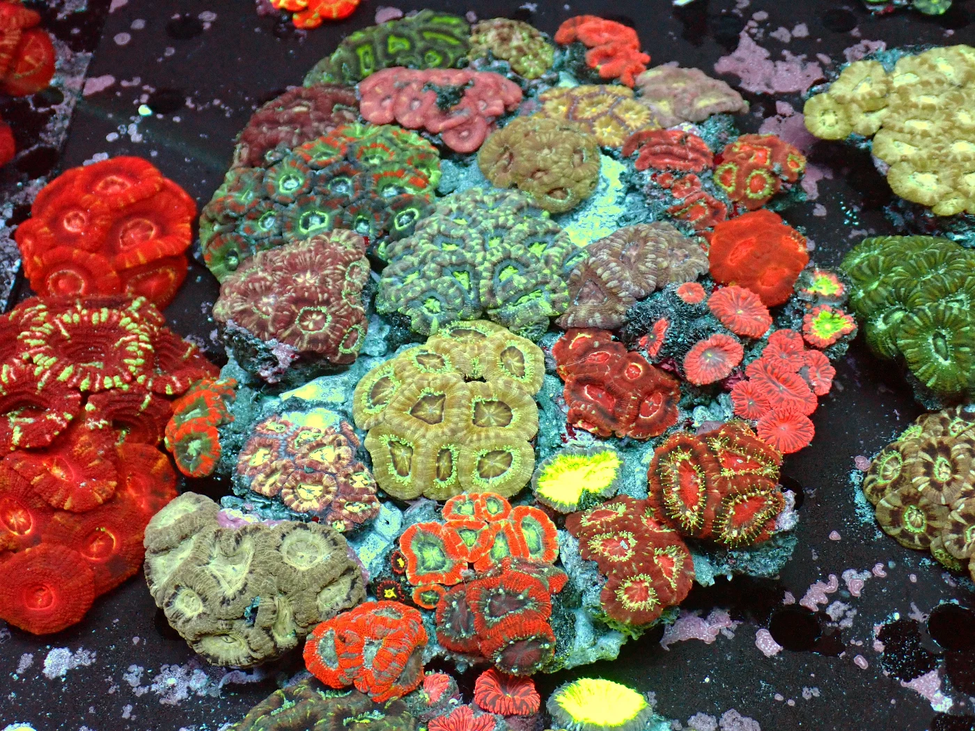 Acanthastrea Lordhowensis Multicolour, Micromussa lordhowensis