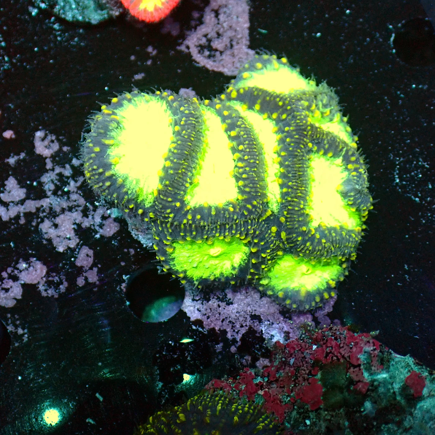 Blastomussa Toxic Green, Blastomussa wellsi
