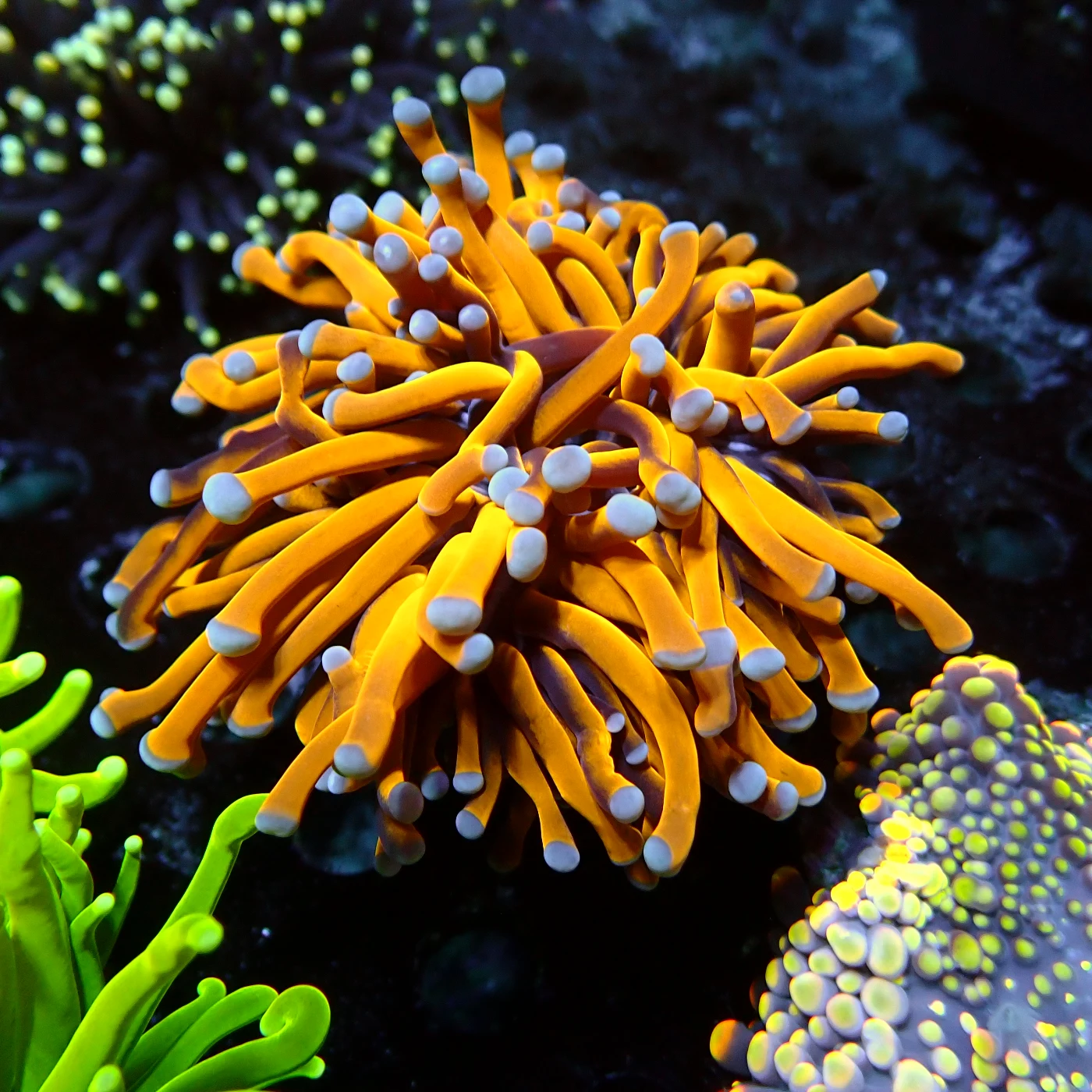 Euphyllia 24 K Australien Monsterhead, Euphyllia glabrescens