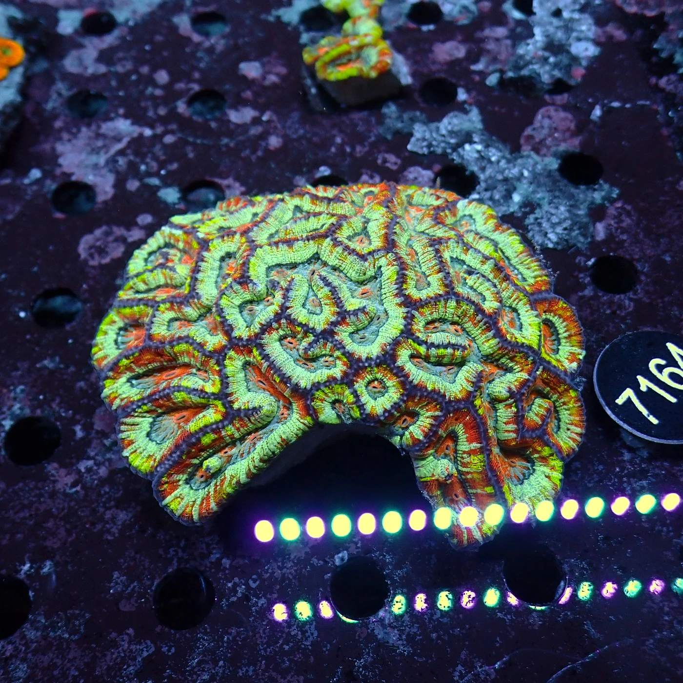 Symphyllia Wilsoni Coral Extrem Rare, Lobophyllia sp.