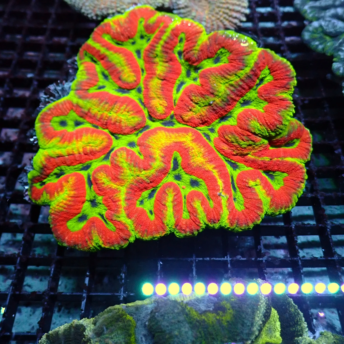 Symphyllia Xl, Lobophyllia sp.