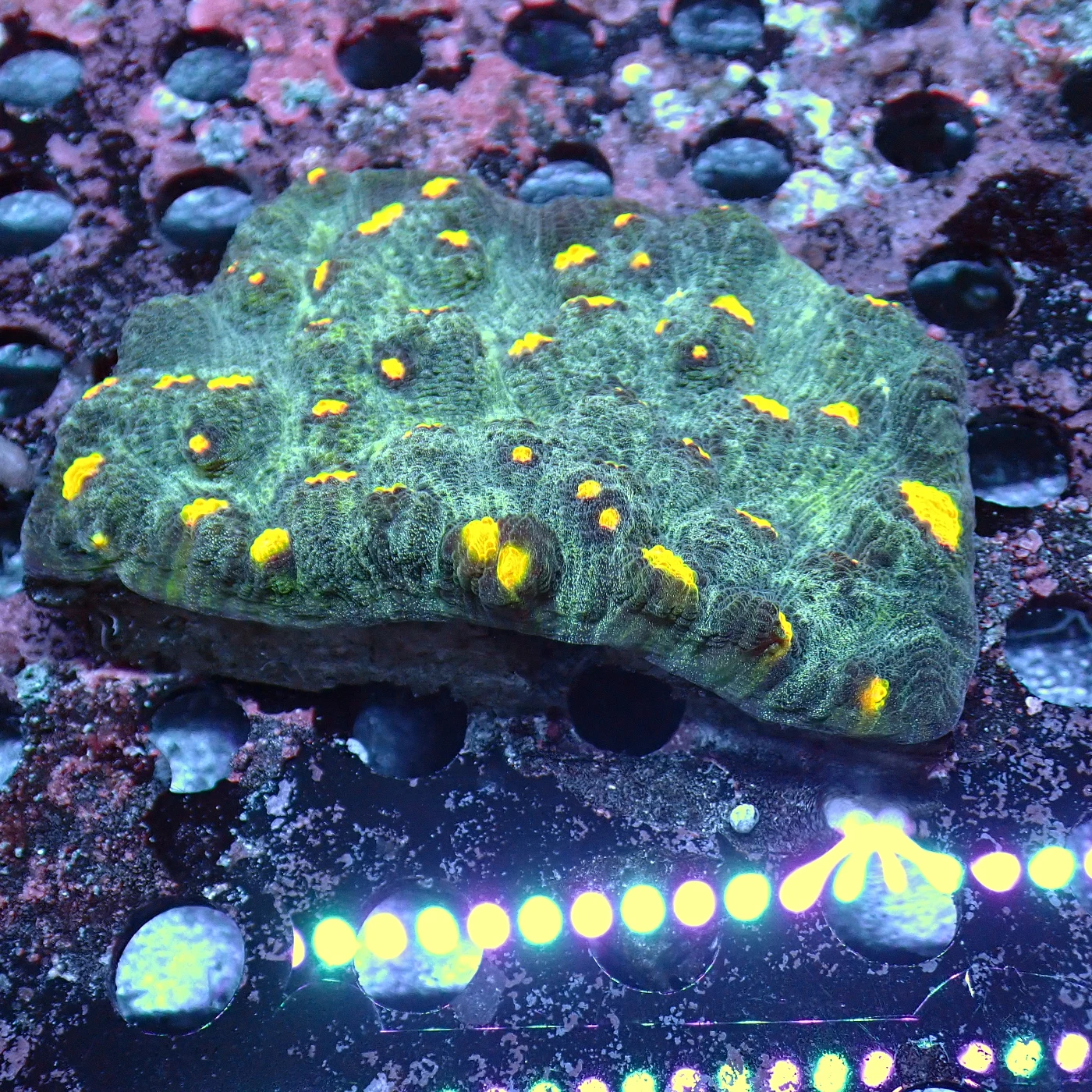 Mycedium Golden Nugget, Mycedium elephantotus