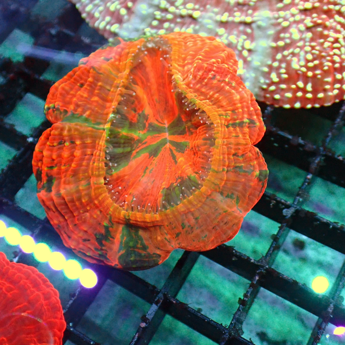 Acanthophyllia Baby Rainbow, Acanthophyllia deshayesiana