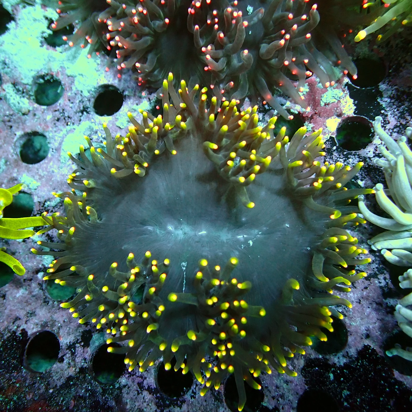 Black Catalaphyllia Yellow Tips, Catalaphyllia jardinei