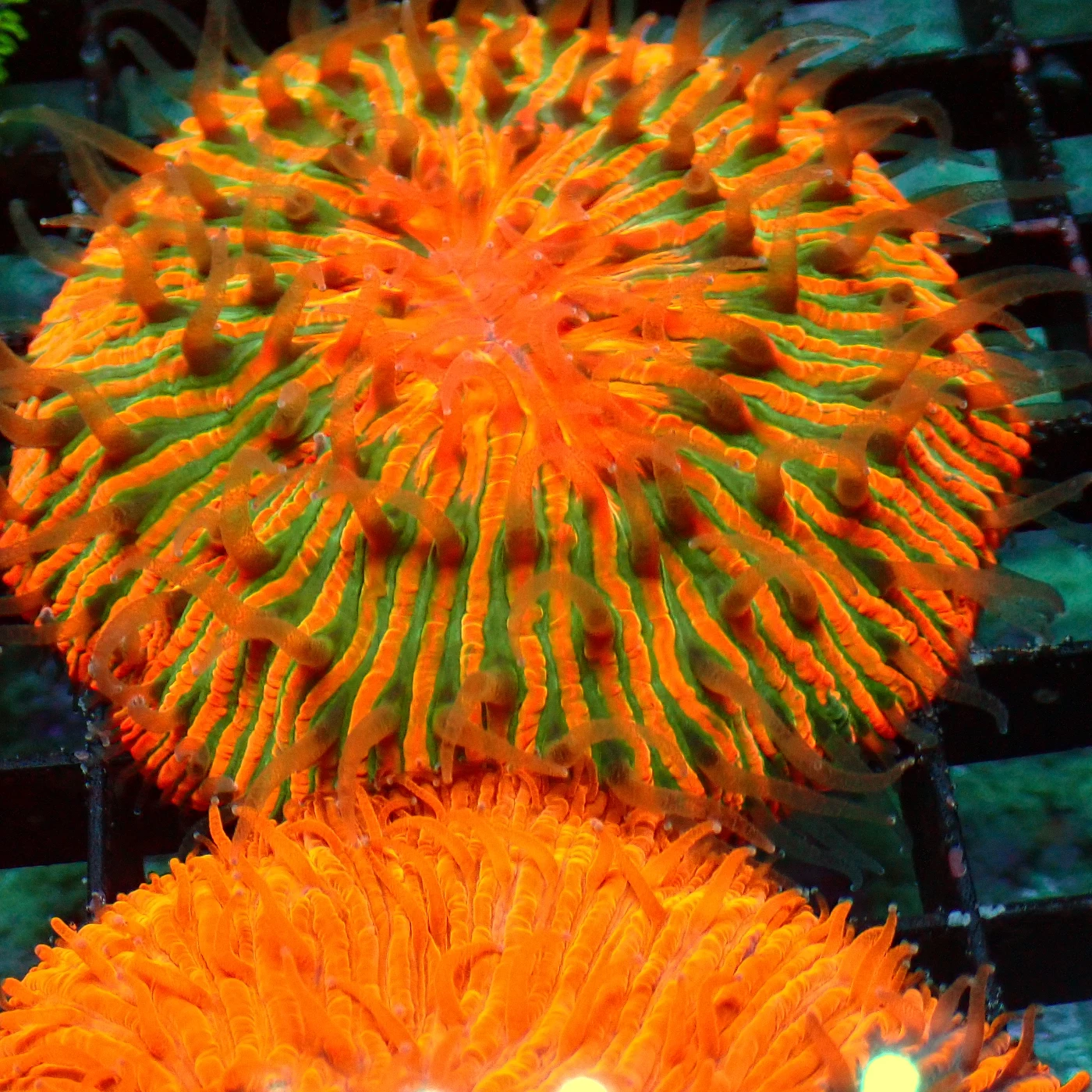 Fungia Rainbow, Fungia sp.