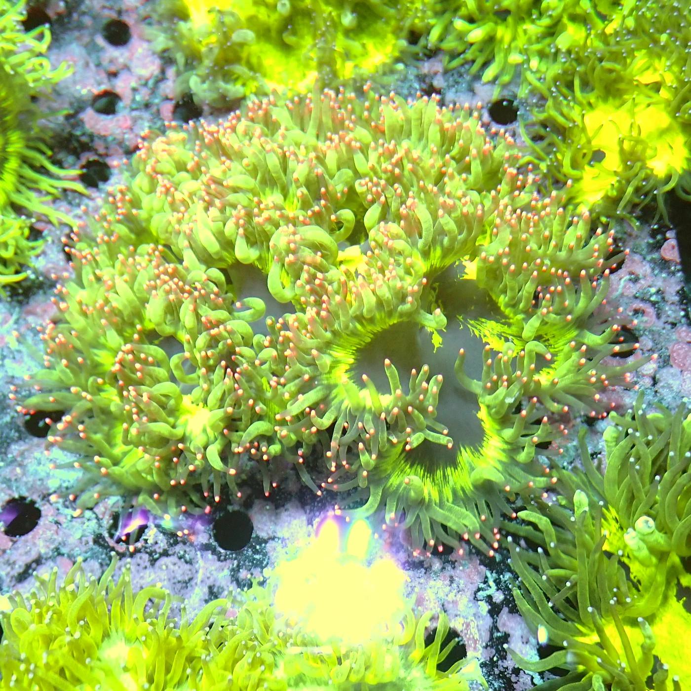 Catalaphyllia Yellow, Catalaphyllia jardinei