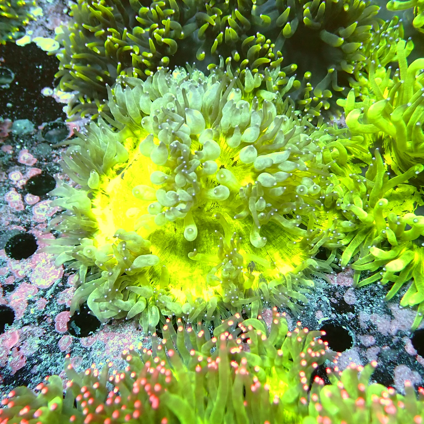 Catalaphyllia Yellow, Catalaphyllia jardinei