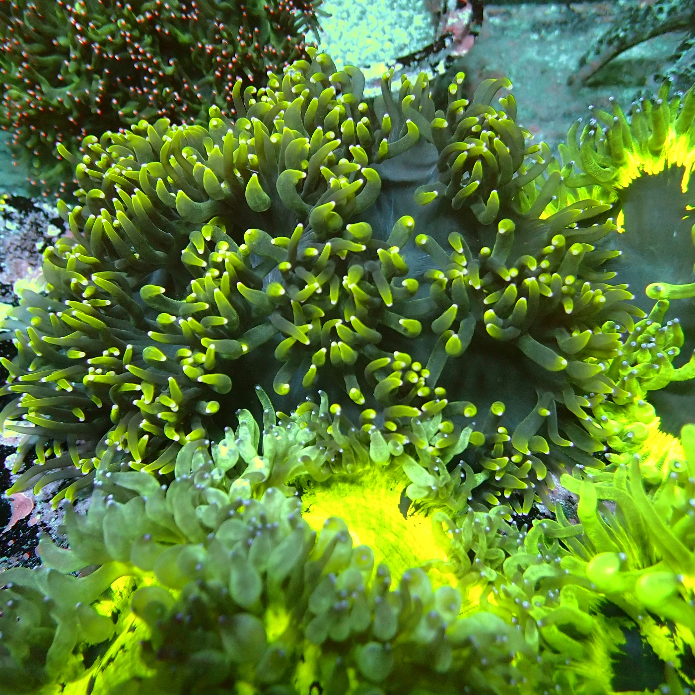 Black Catalaphyllia Yellow Tips, Catalaphyllia jardinei