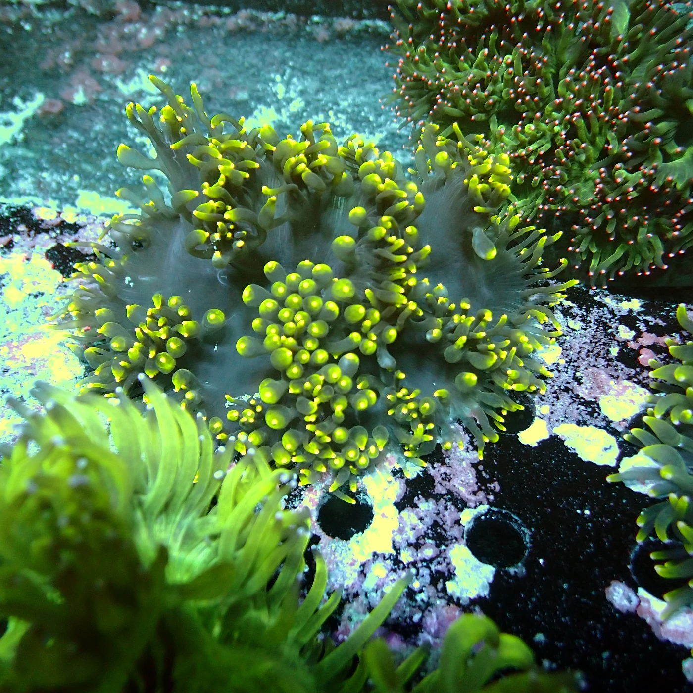 Black Catalaphyllia Yellow Tips, Catalaphyllia jardinei