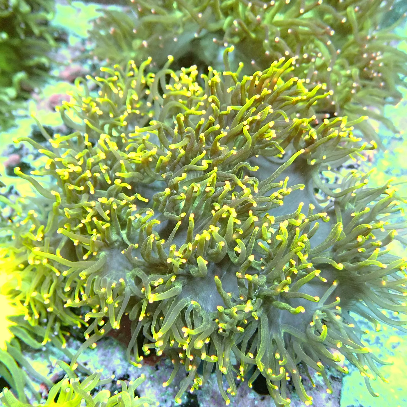Black Catalaphyllia Yellow Tips, Catalaphyllia jardinei