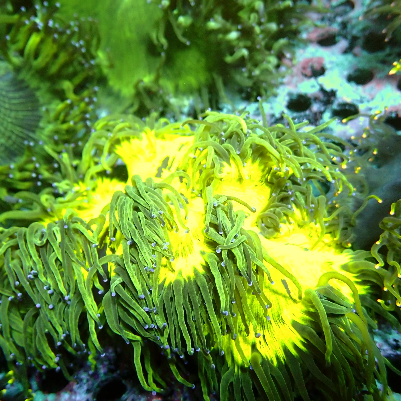 Catalaphyllia Yellow, Catalaphyllia jardinei