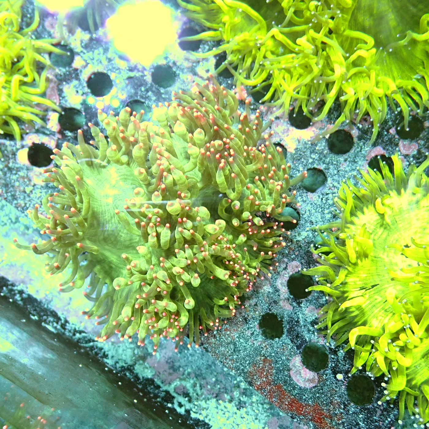 Catalaphyllia Pink Tips, Catalaphyllia jardinei