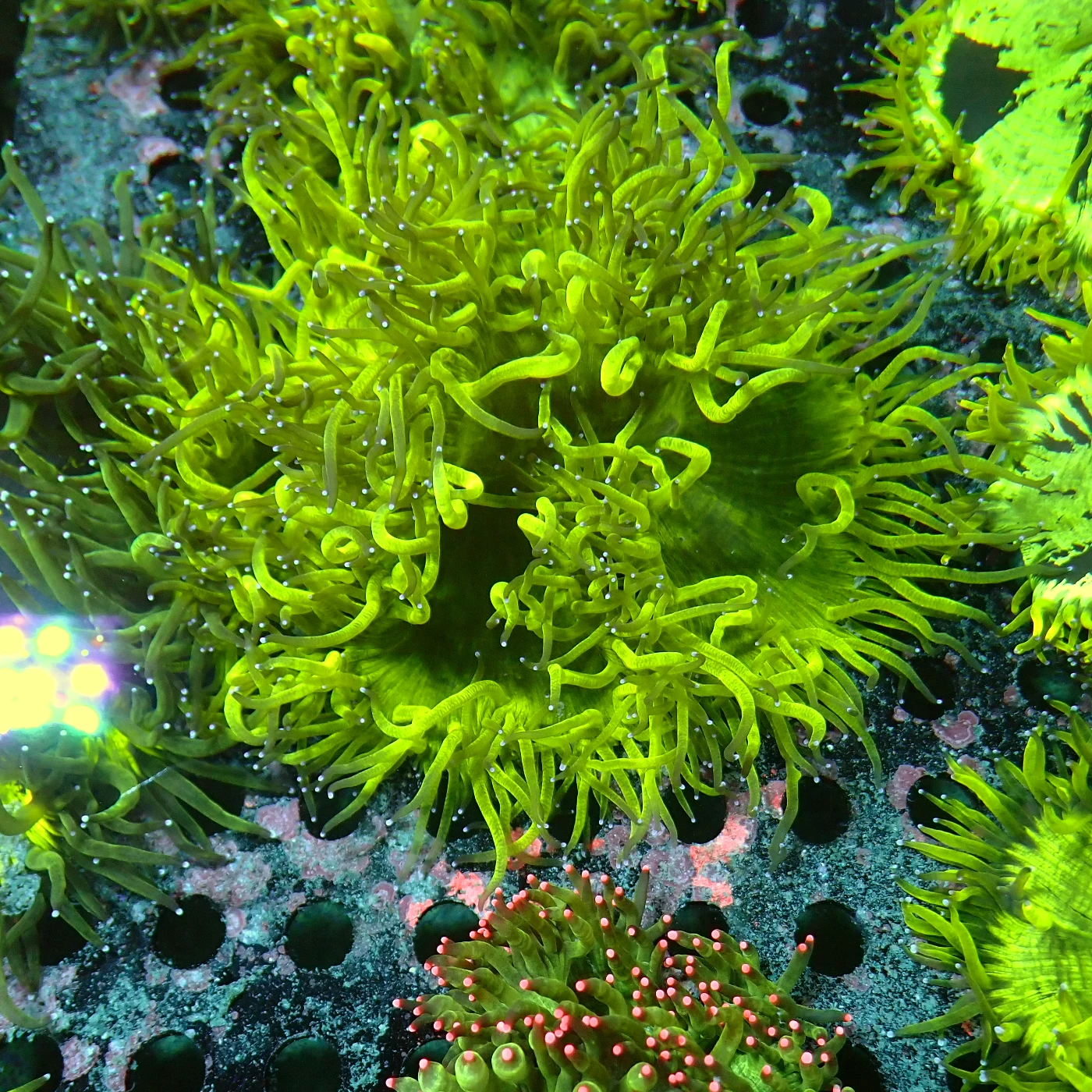 Catalaphyllia Yellow, Catalaphyllia jardinei