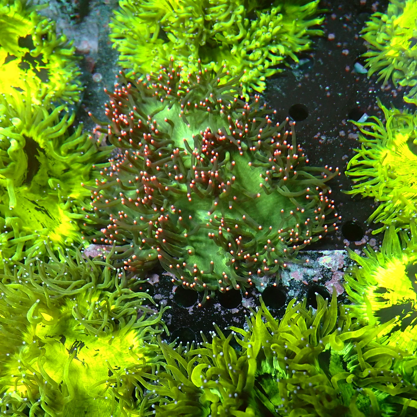 Catalaphyllia Pink Tips, Catalaphyllia jardinei