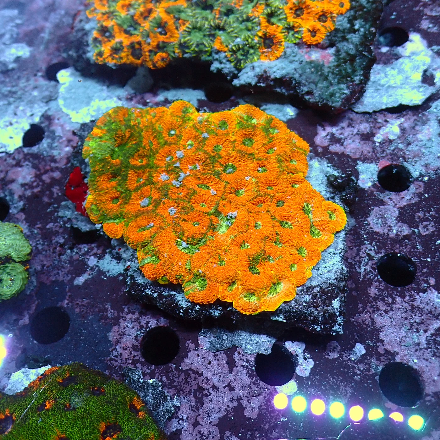 Acanthastrea Echinata, Acanthastrea echinata