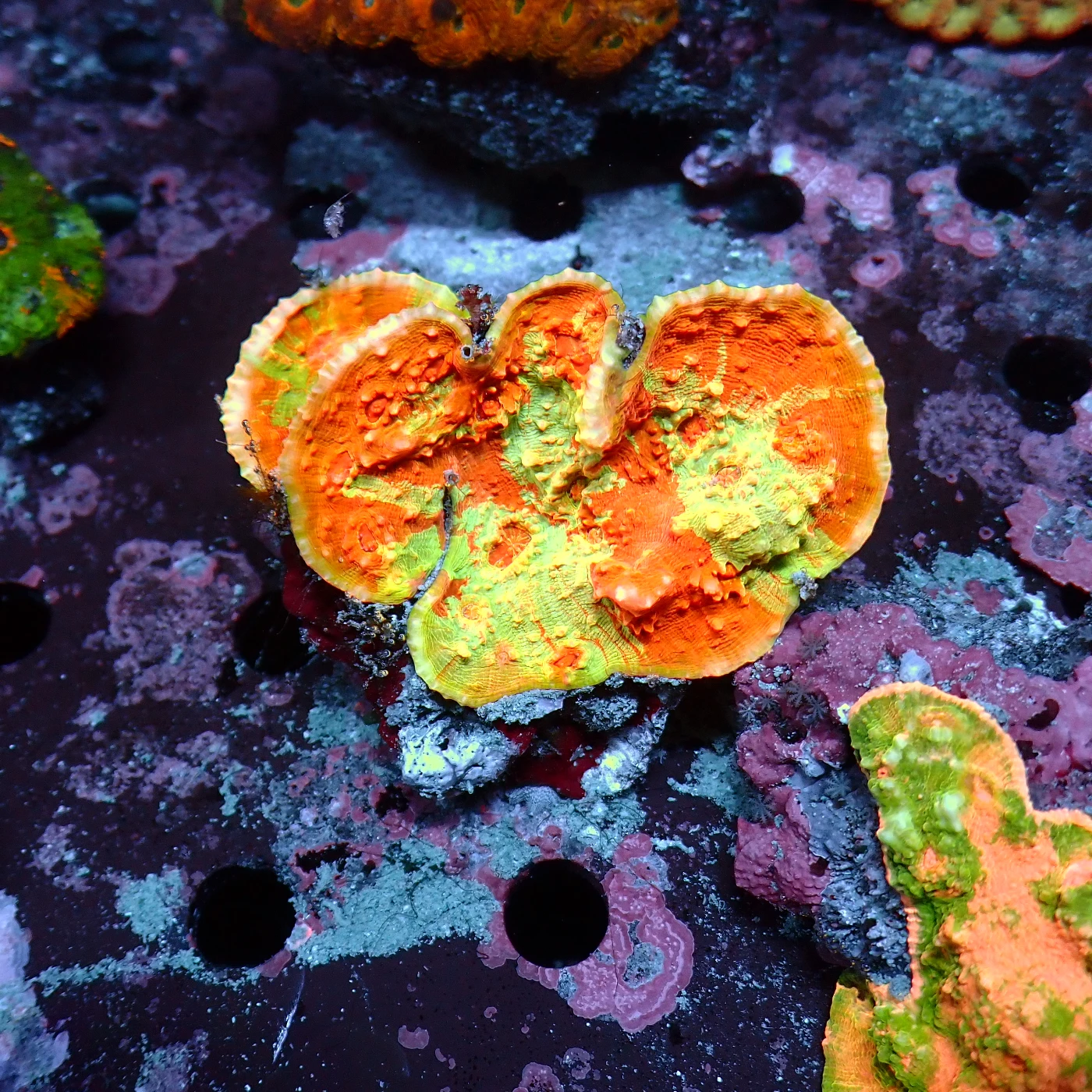 Chalice, Echinophyllia sp.