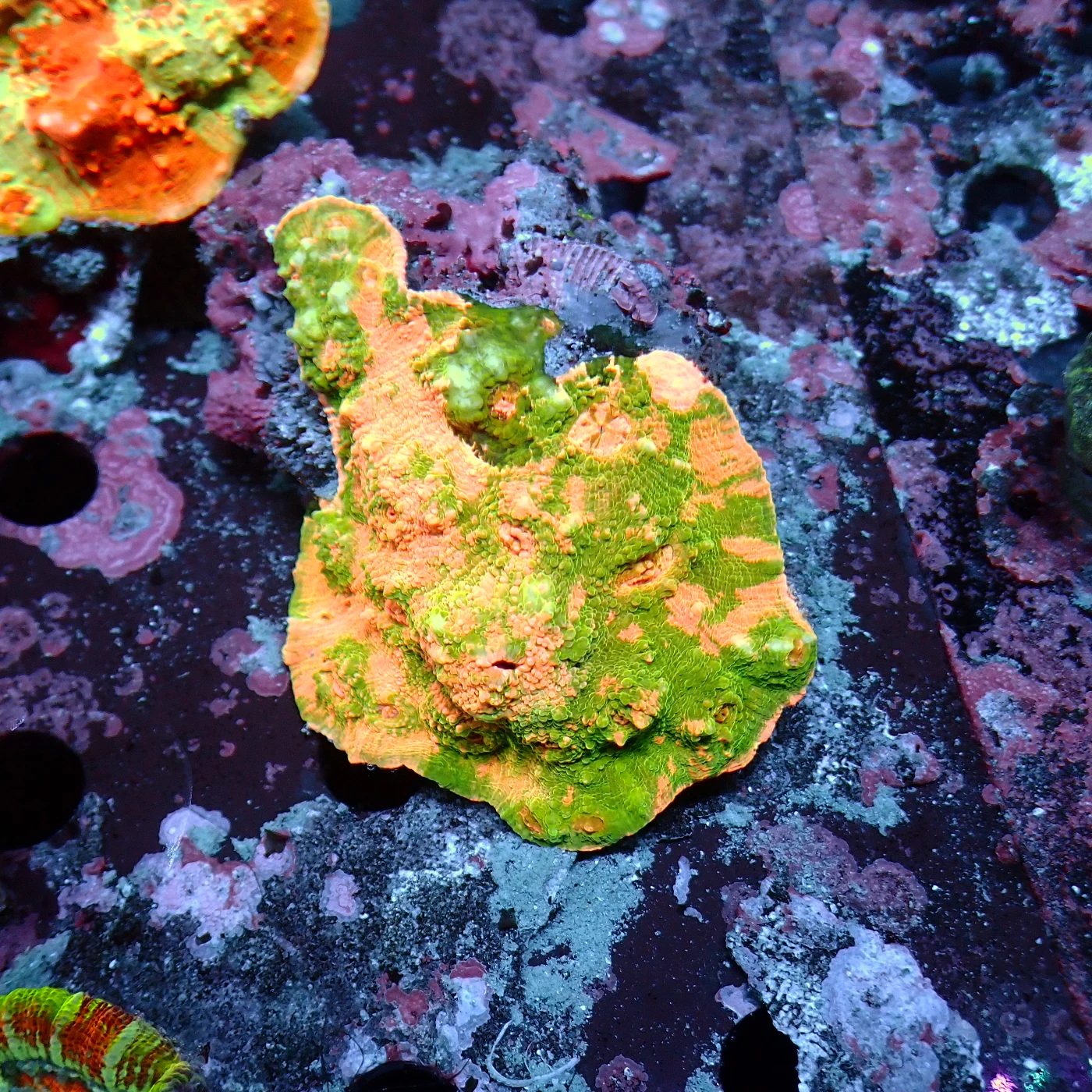 Chalice, Echinophyllia sp.