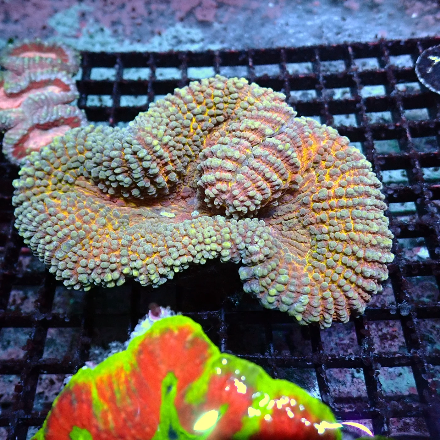 Lobophyllia Gold / Violett, Lobophyllia hemprichii