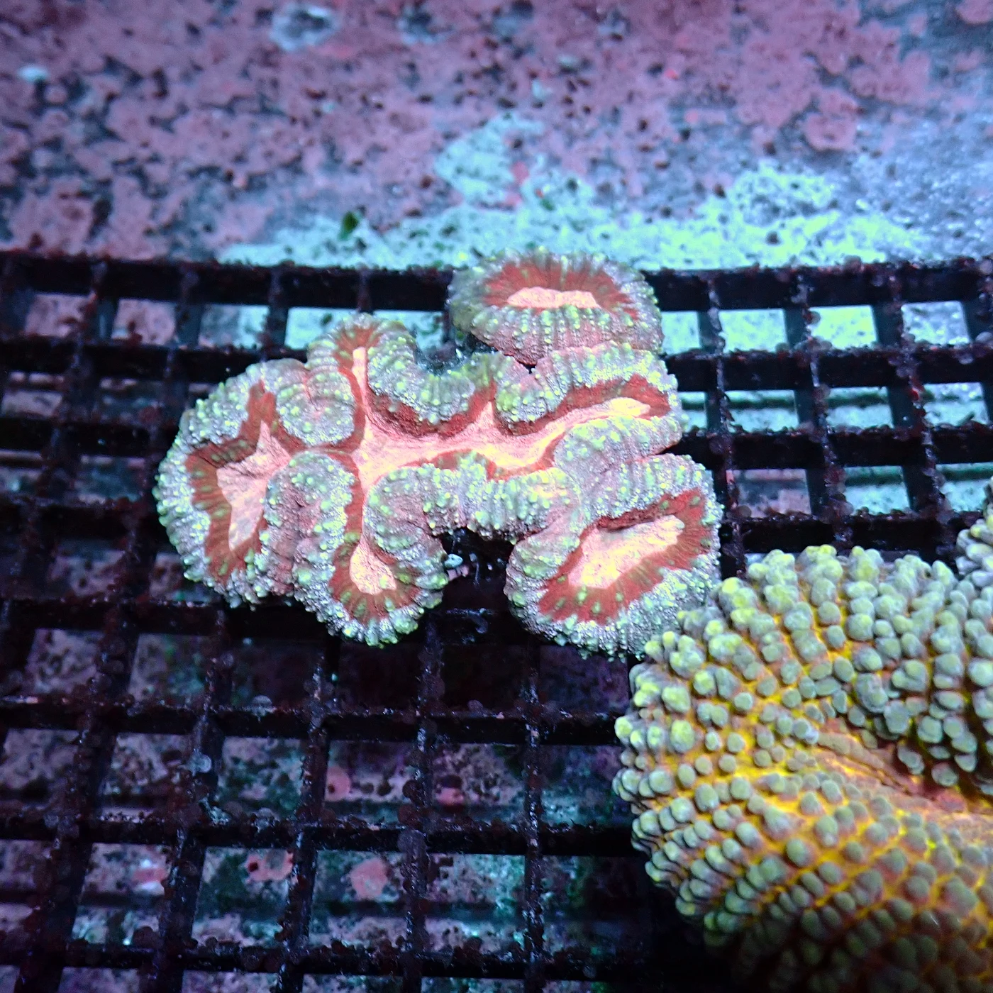 Lobophyllia, Lobophyllia hemprichii
