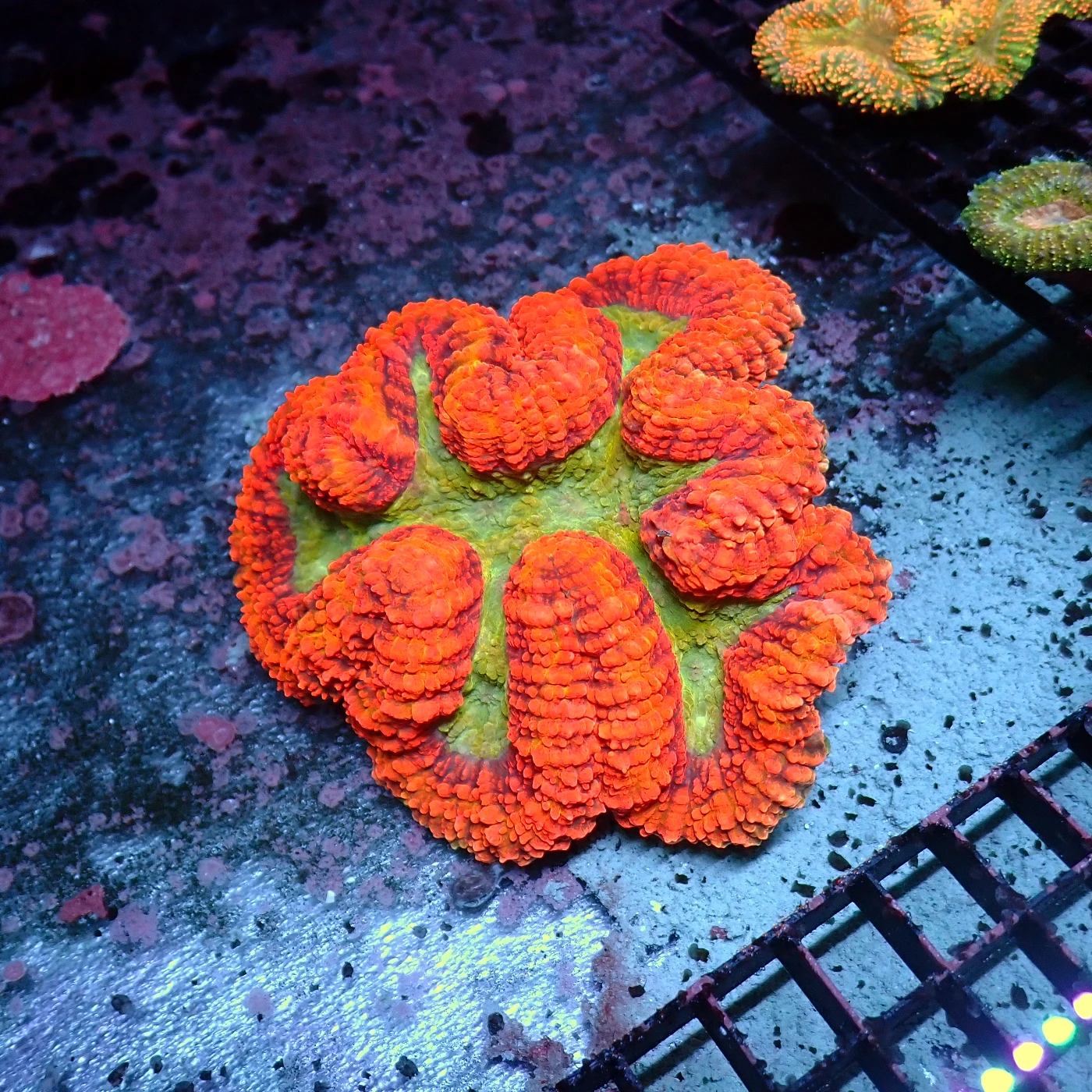 Symphyllia Xl, Lobophyllia sp.