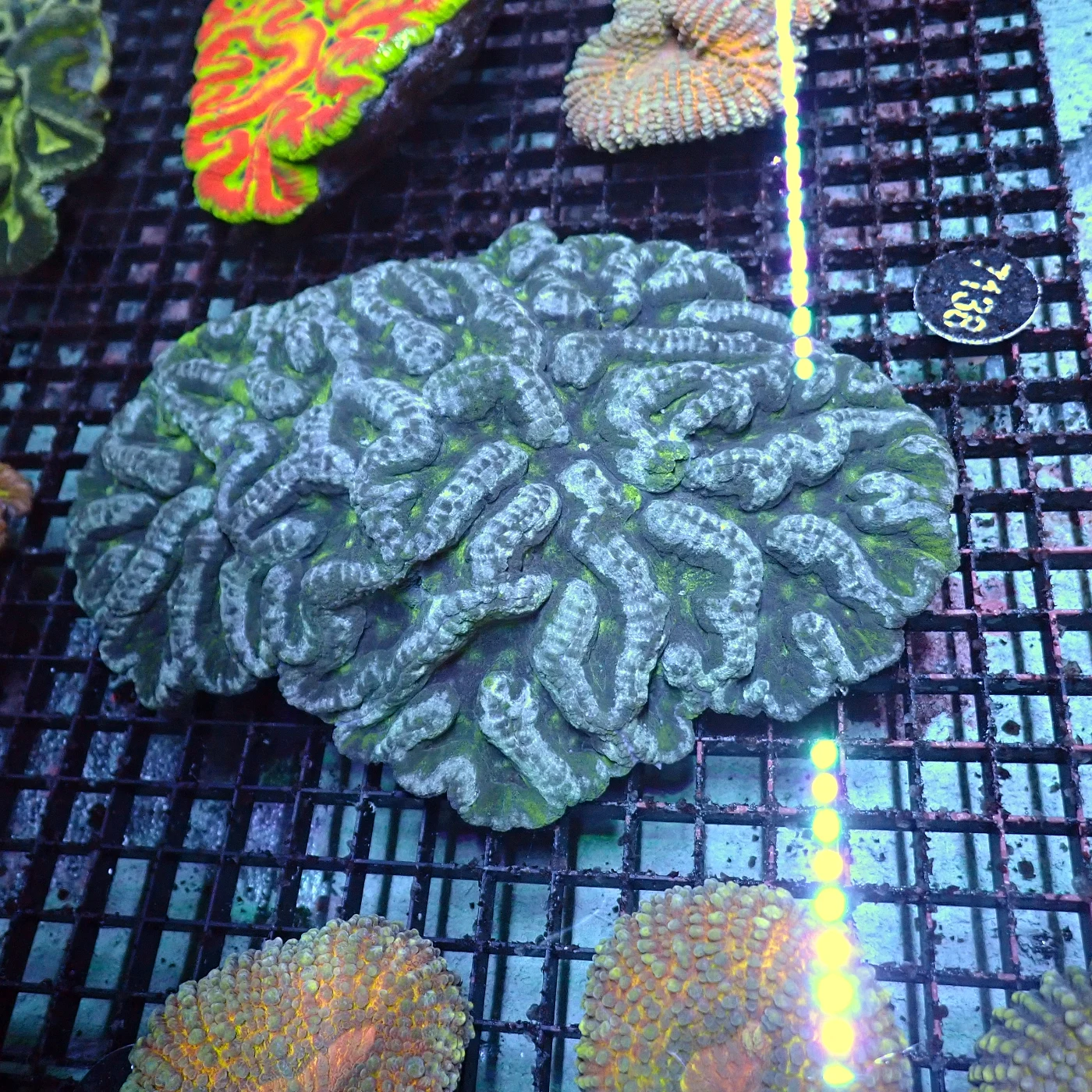 Symphyllia XXL, Lobophyllia sp.
