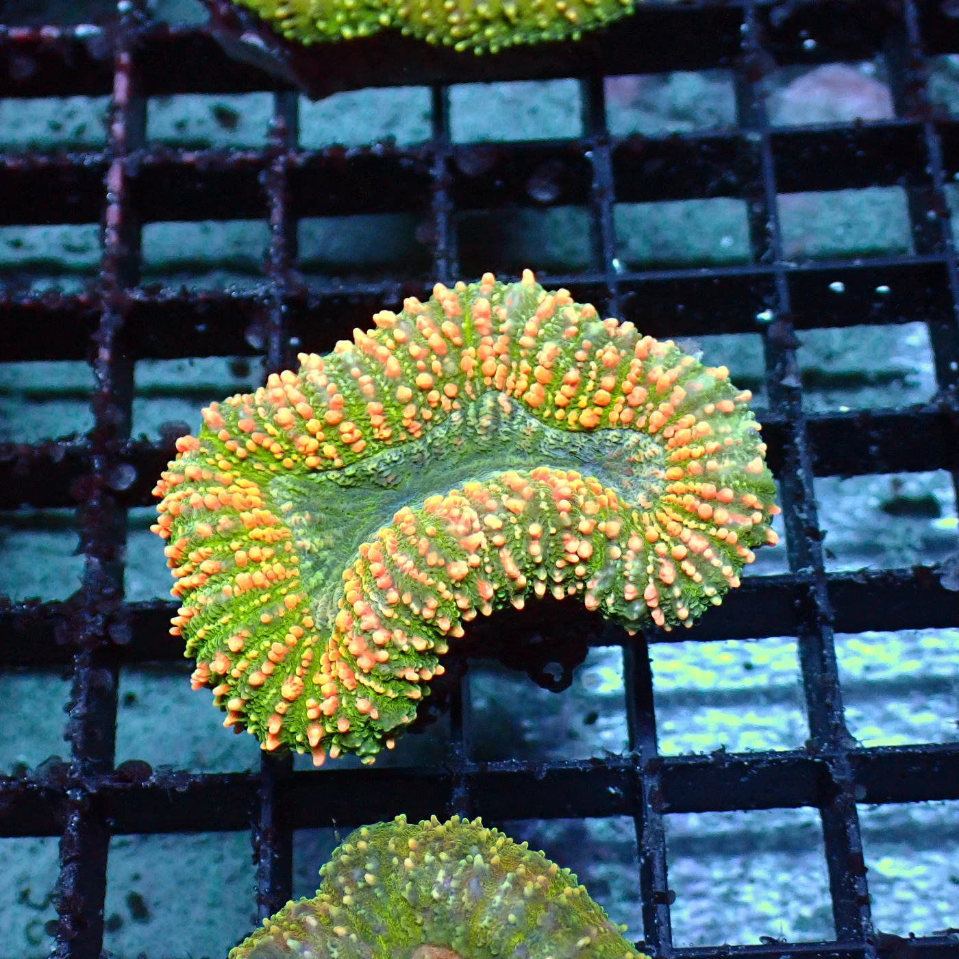 Lobophyllia Rainbow, Lobophyllia hemprichii