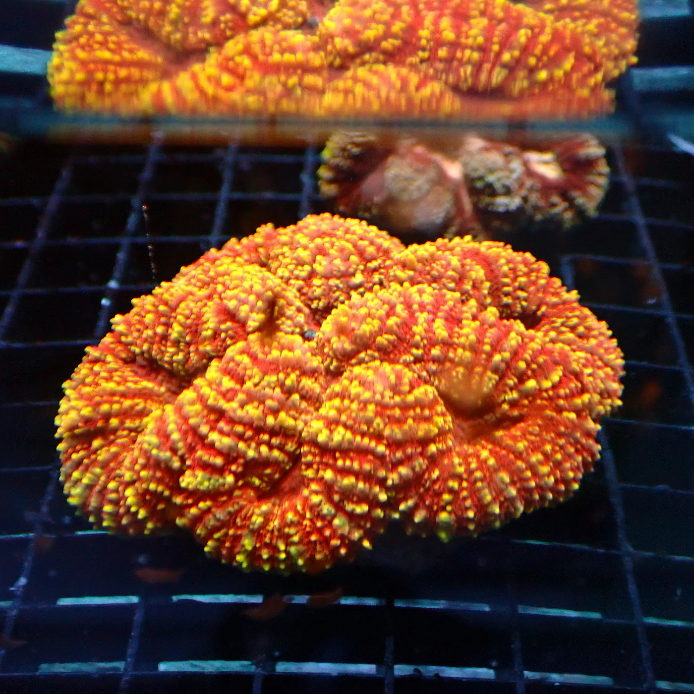 Symphyllia Golden, Lobophyllia sp.