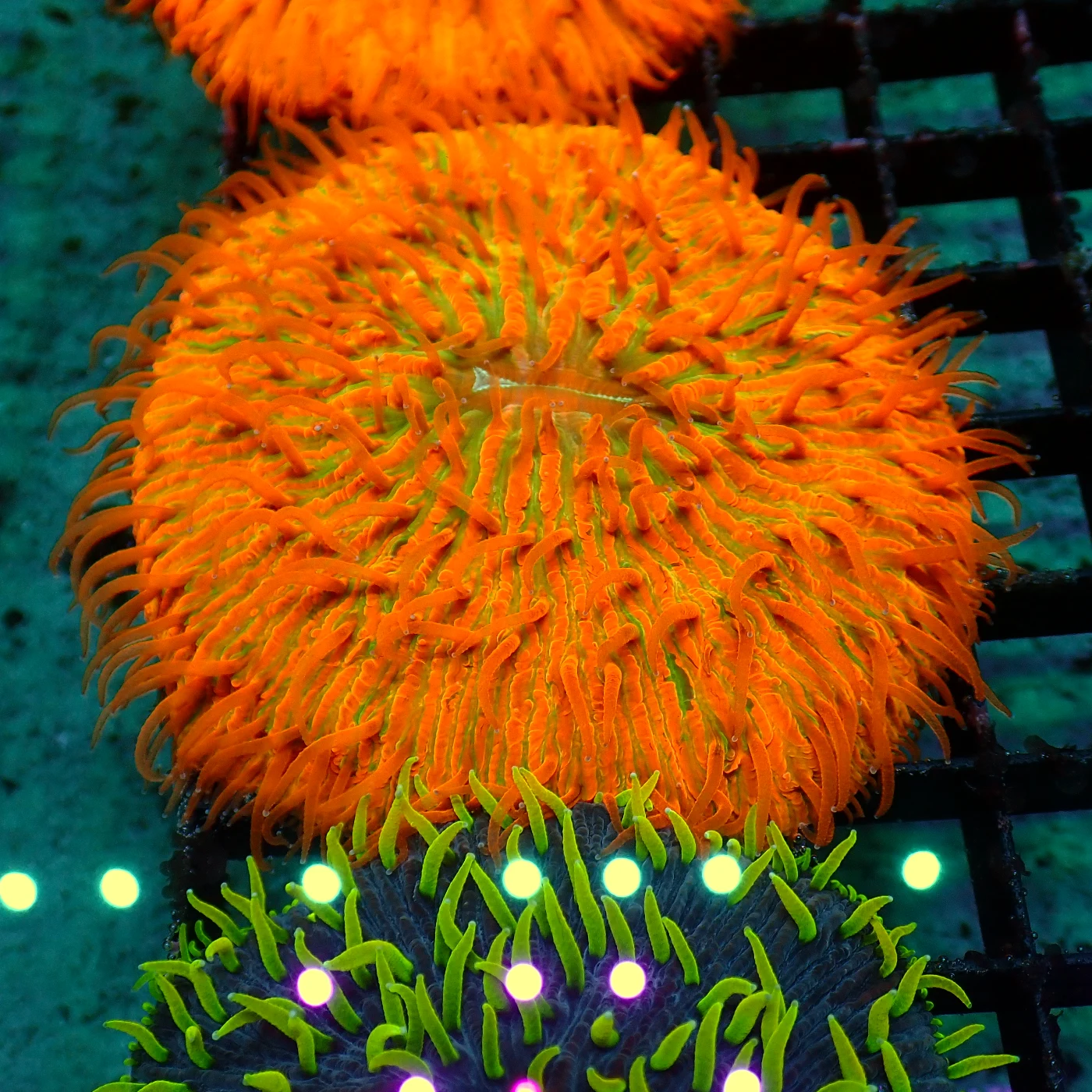 Fungia Rainbow, Fungia sp.