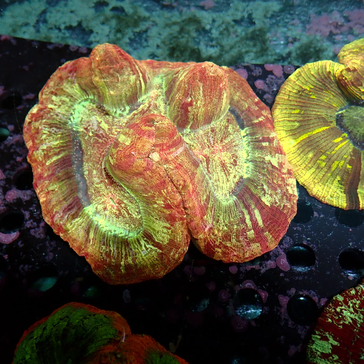 Wellsophyllia Multi, Trachyphyllia geoffroyi