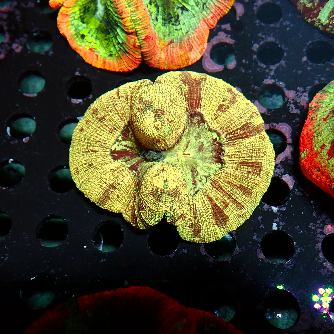 Wellsophyllia Multi, Trachyphyllia geoffroyi