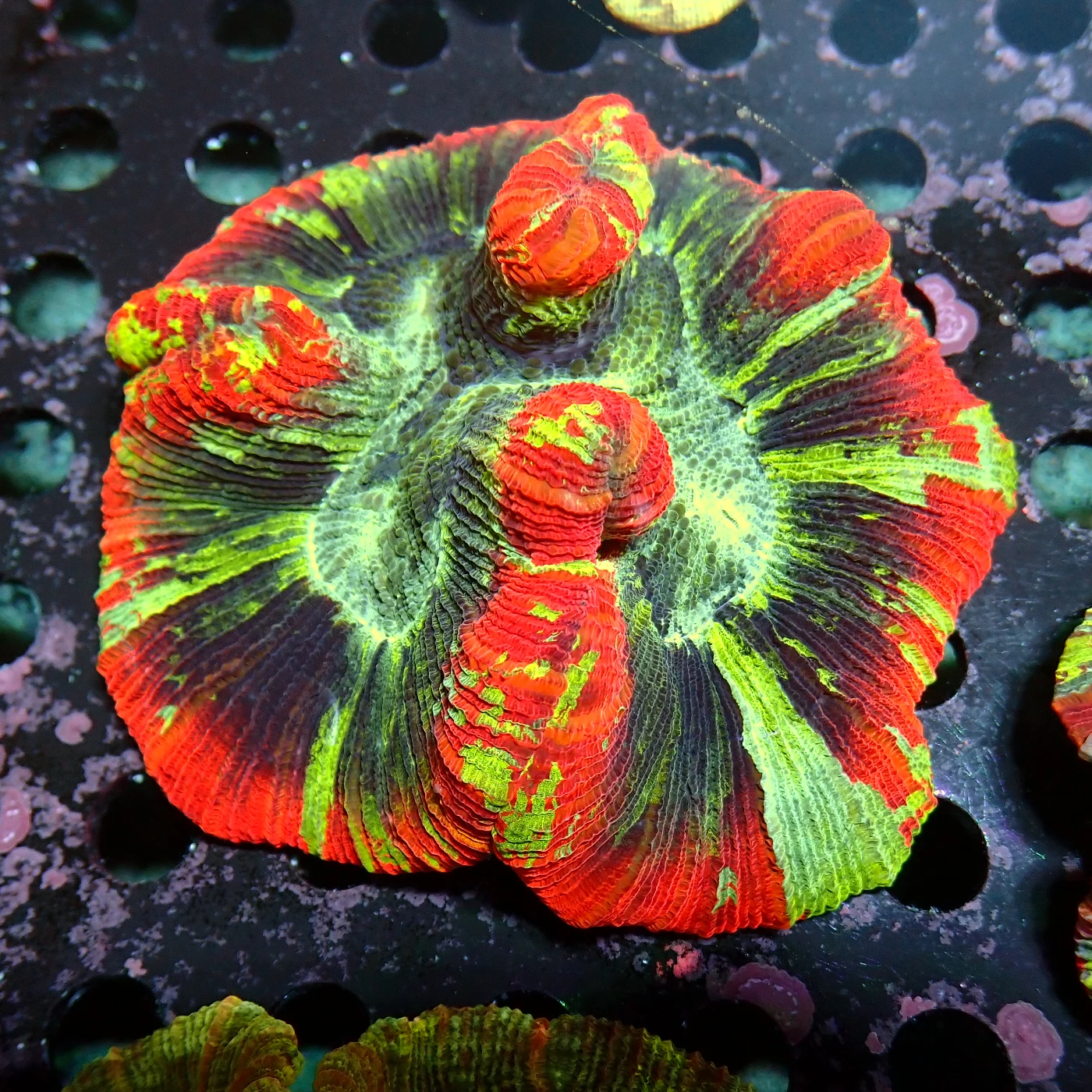 Wellsophyllia Multicolour, Trachyphyllia geoffroyi