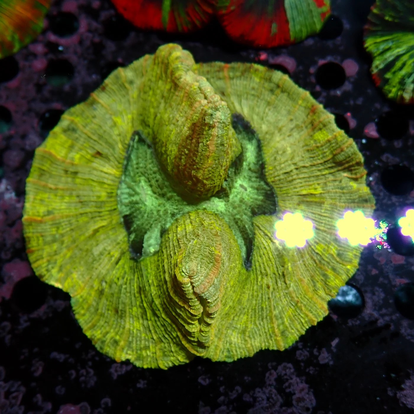 Wellsophyllia Green, Trachyphyllia geoffroyi