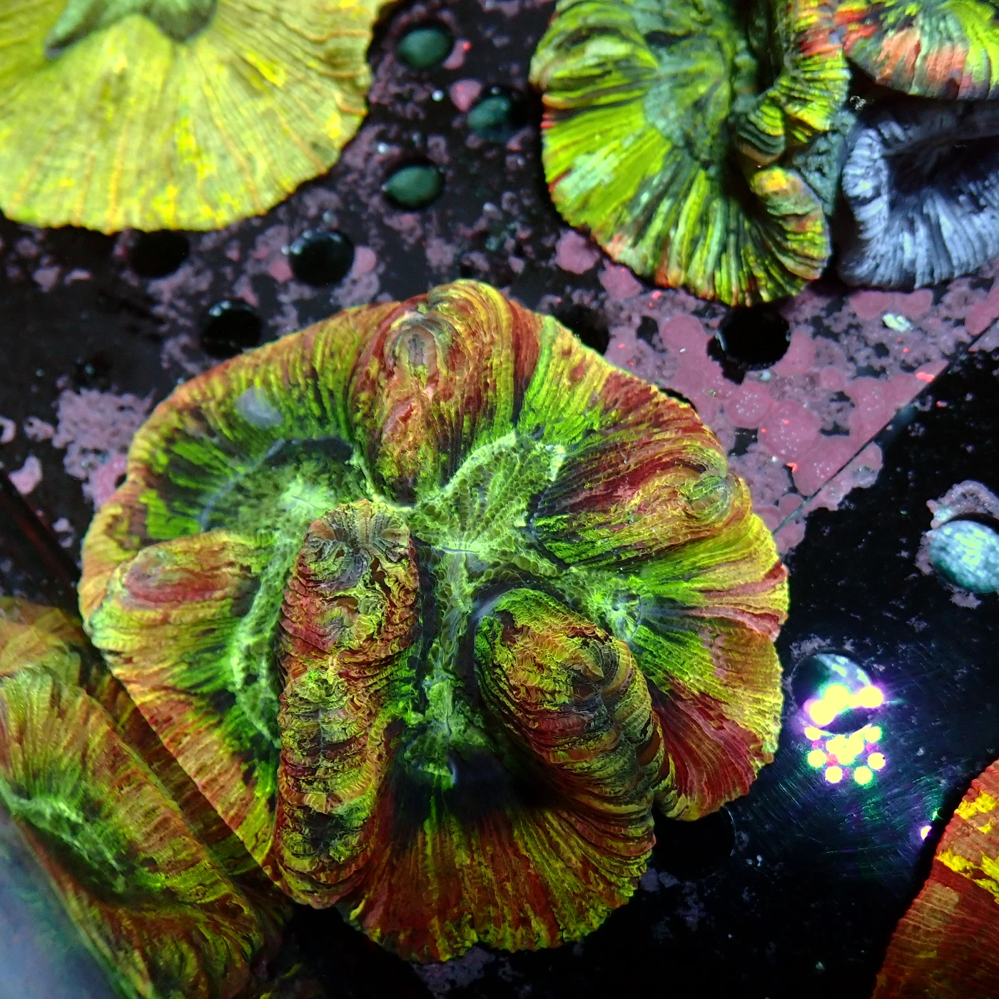 Wellsophyllia / Trachyphyllia Rainbow, Trachyphyllia geoffroyi
