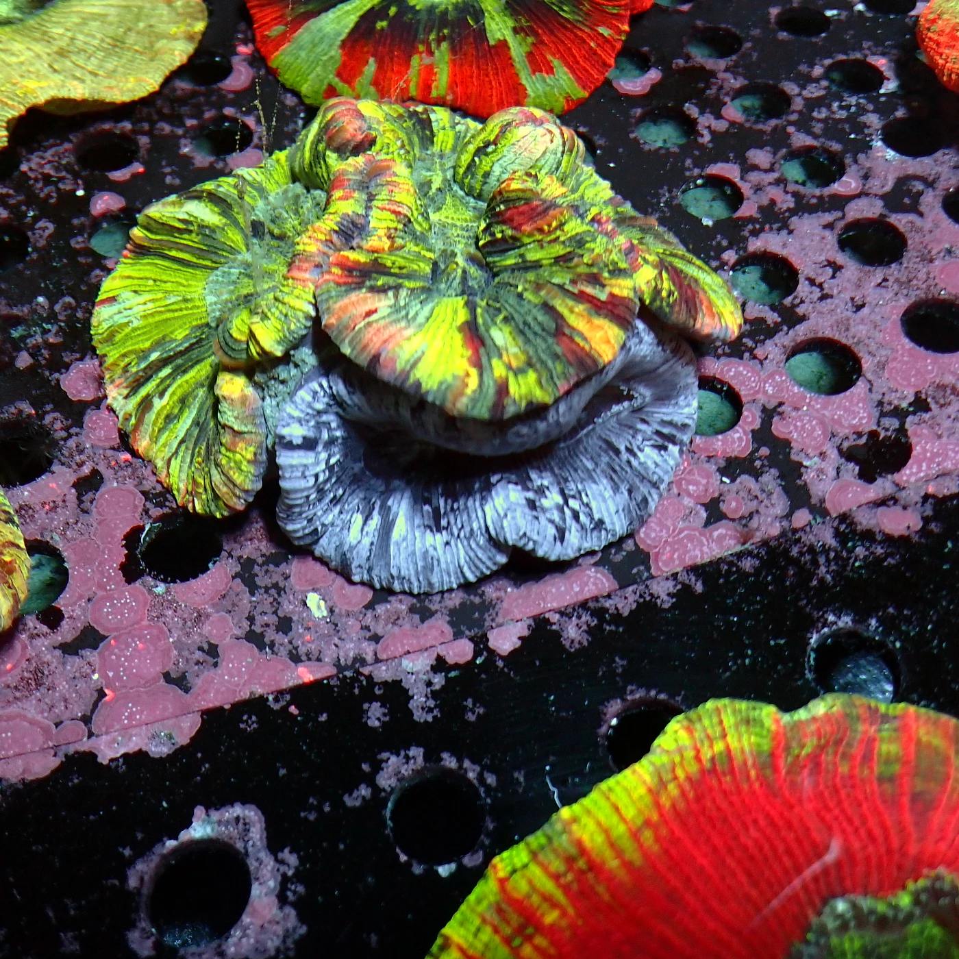 Wellsophyllia 2 Face Rainbow, Trachyphyllia geoffroyi