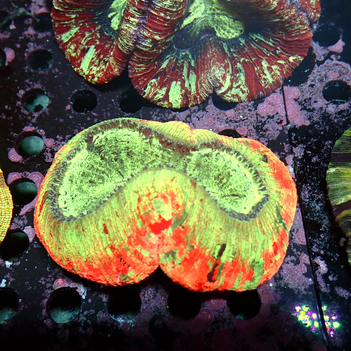 Wellsophyllia Multi, Trachyphyllia geoffroyi