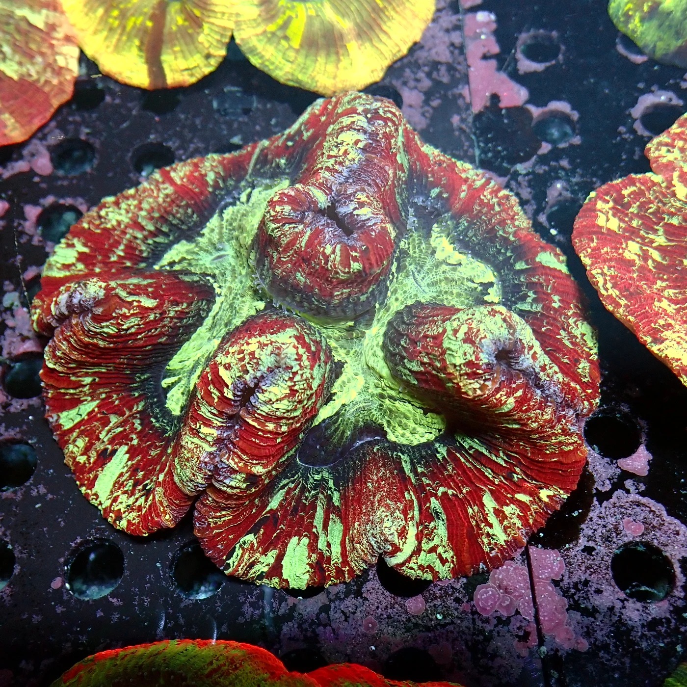 Wellsophyllia Multi, Trachyphyllia geoffroyi
