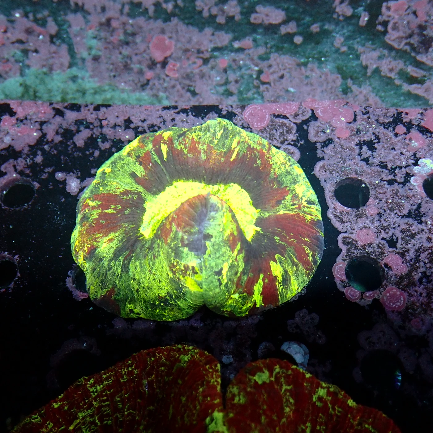 Wellsophyllia Multi, Trachyphyllia geoffroyi