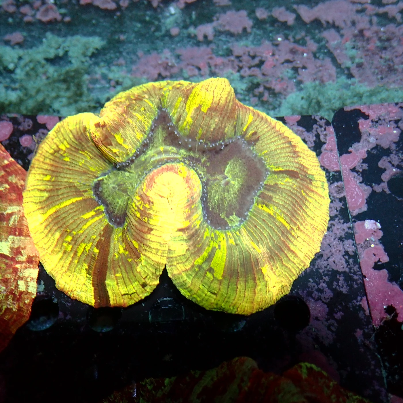 Wellsophyllia Multi, Trachyphyllia geoffroyi