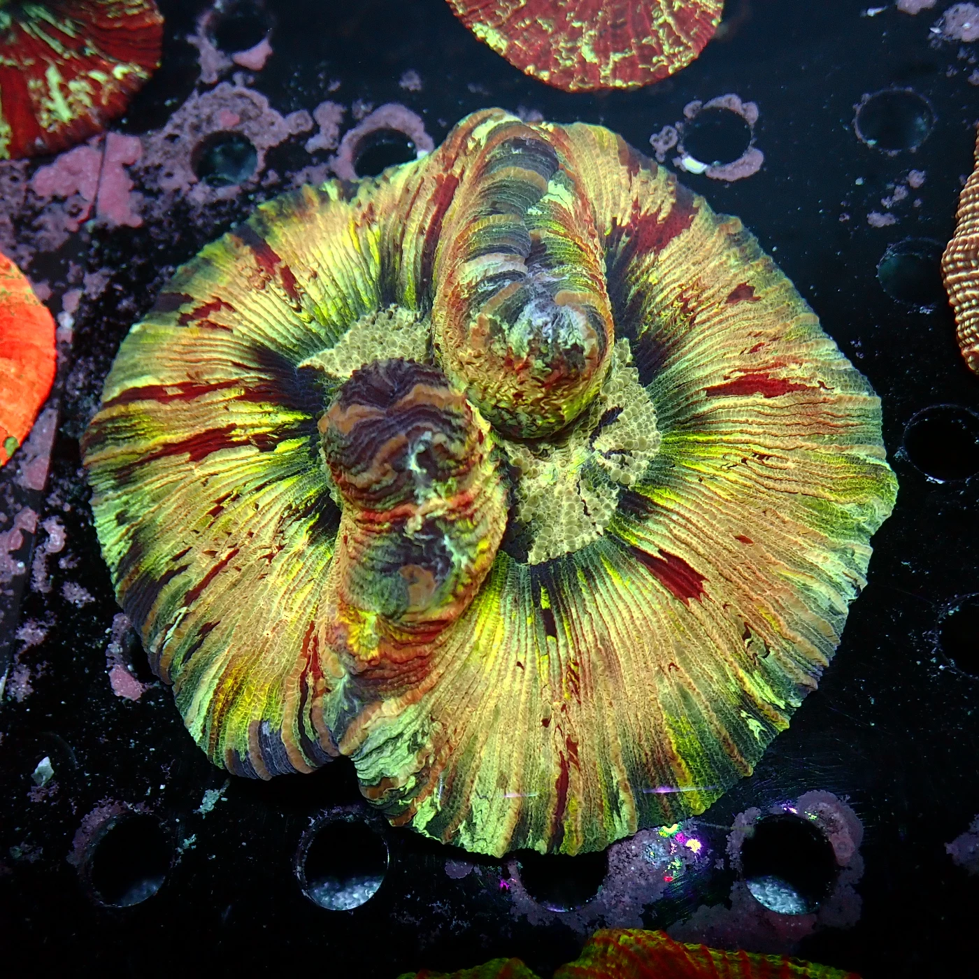 Wellsophyllia Multicolour, Trachyphyllia geoffroyi